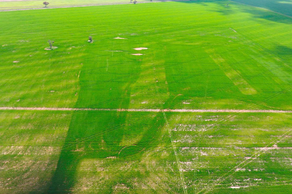 Barley grown on Avonbank's rehabilitated test pit was monitored through the 2021 and 2022 growing seasons and returned a yield "similar or higher ... than in the unmined areas", the state government says.