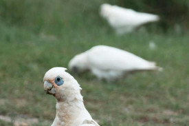 The little corella and its cousin the long-billed corella are causing costly damage to communities across the Wimmera Mallee, Member for Lowan Emma Kealy says.