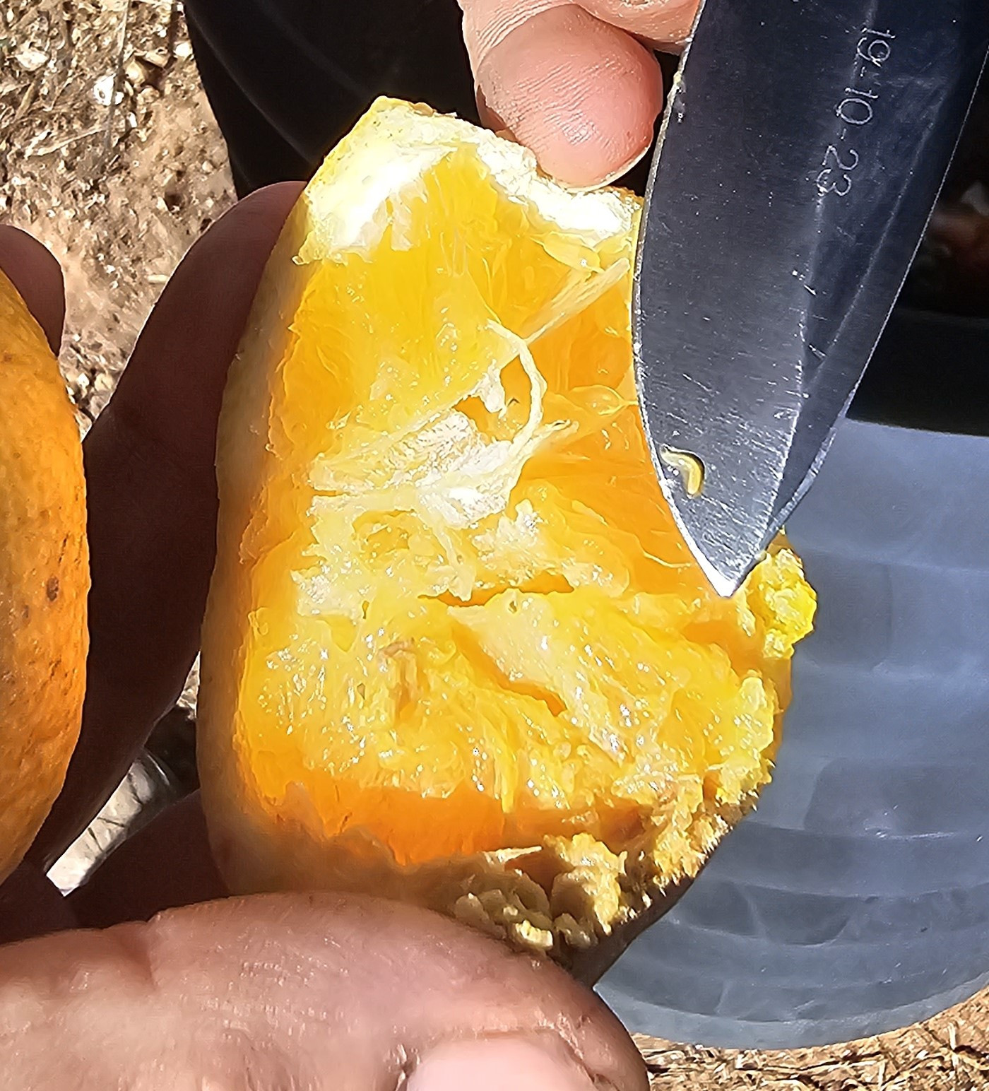 Cutting open a piece of fruit from the tree, Mr Heinrich discovers a tiny Qfly larva hiding inside.