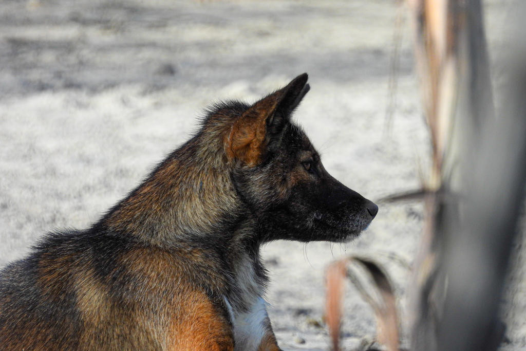 Dry conditions are forcing dingoes to move beyond their usual territories.