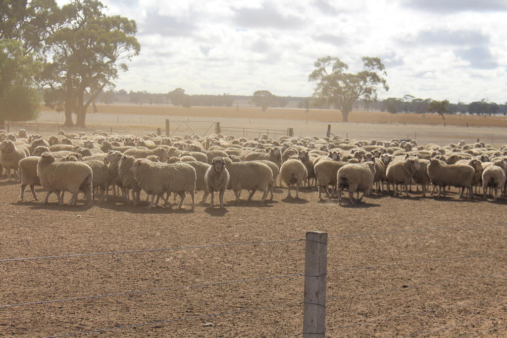 Sheep are the most common livestock that have been stolen from properties.