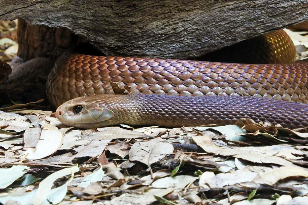 Paramedics have issued a warning about snakes after attending a number of bite cases since the official start of summer on December 1 last year.