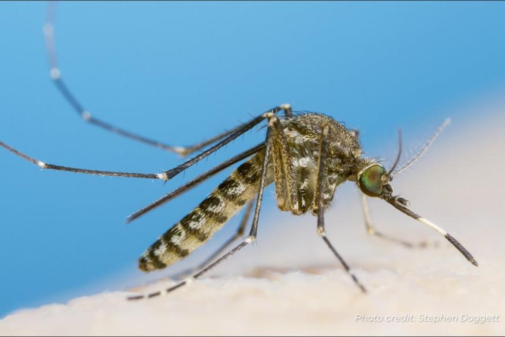 Stay alert for measles, mosquito bites - feature photo