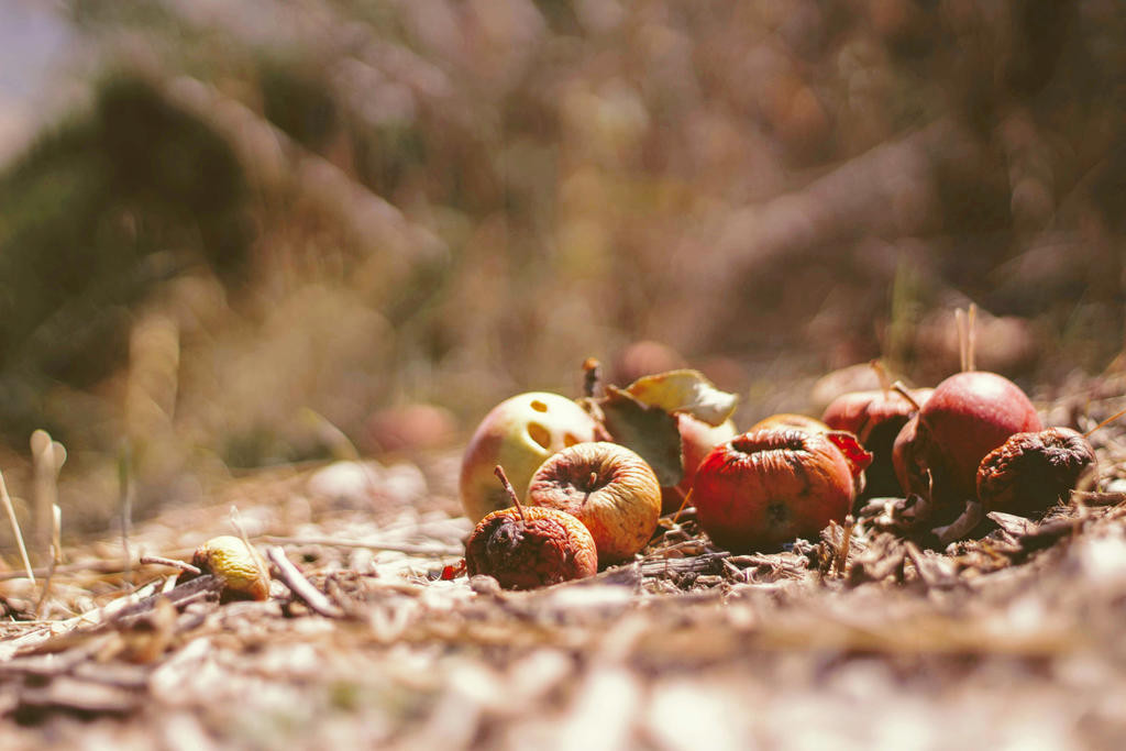 Composing organic waste is an alternative to having it picked up by council's waste collection service.