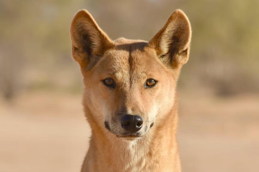 The discovery of caged dingoes in the Little Desert National Park has caused angst among farmers, but a dingo researcher said the concern isn't warranted.