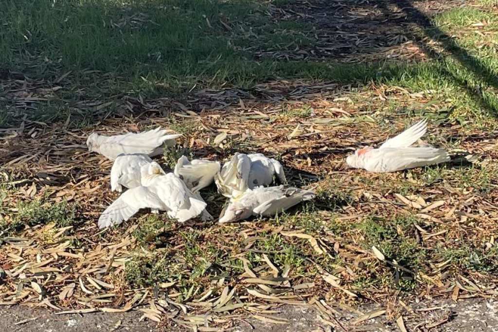 Death of dozens of corellas along the Wimmera River being investigated. Photo: SHERYL LOWE