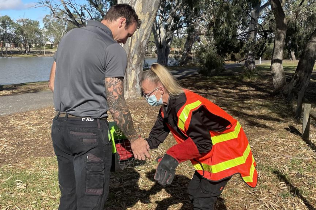HRCC council staff collecting corellas who dies after suspected poisoning in Horsham.