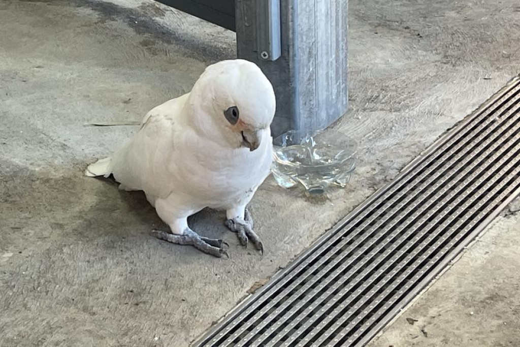 Sick and dying corellas found in Horsham are now subject to a police investigation. Photo: SHERYL LOWE