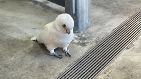 Police investigation into bird deaths