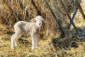 A sign of hope as the drought drags on in Victoria