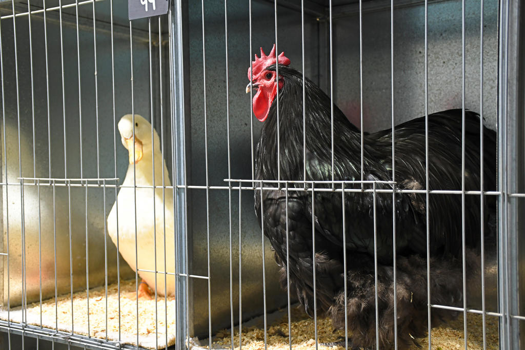 The Wimmera Poultry Club's new headquarters at the Natimuk Showgrounds features bigger cages and modern lighting. Photo: BEN FRASER
