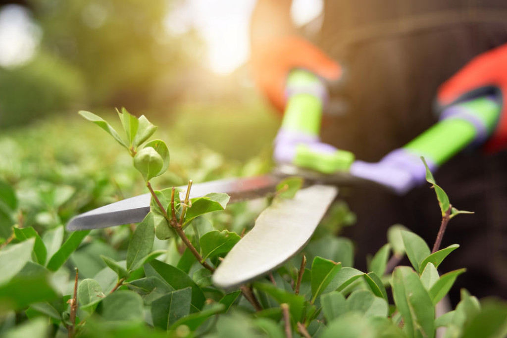Dimboola and District Gardening Club meets once a month to discuss all things garden-related.