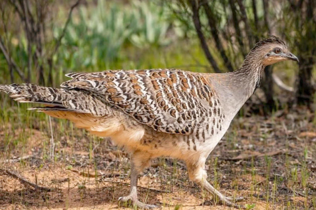 There has been an increase in Malleefowl being seen along Kiata South Road due to the dry and burnt land of the Little Desert National Park.