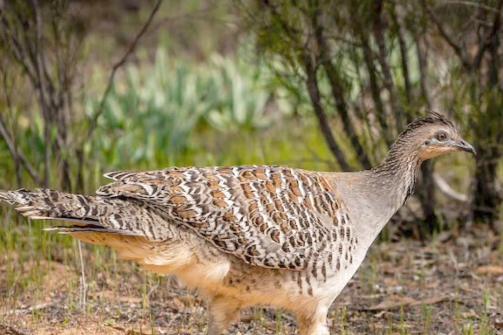 There has been an increase in Malleefowl being seen along Kiata South Road due to the dry and burnt land of the Little Desert National Park.