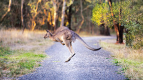 MPs' urging for kangaroo management