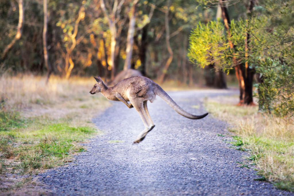 Emma Kealy, Lowan MP and Oposition spokesperson for Agriculture, said kangaroo population management is needed.