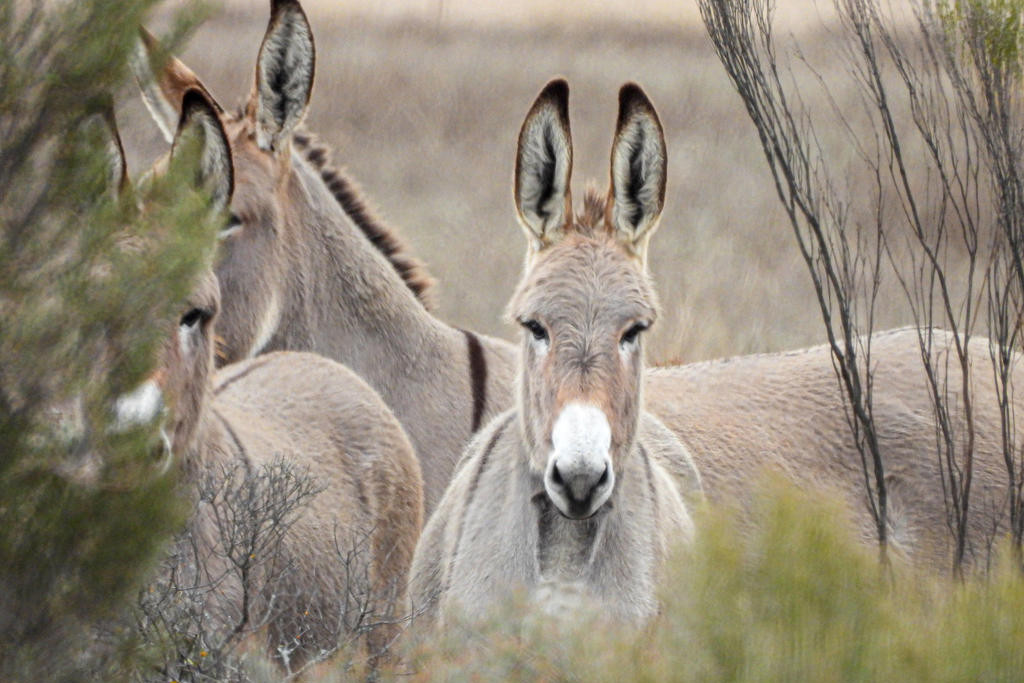 Donkeys located in Big Desert State Forest - feature photo