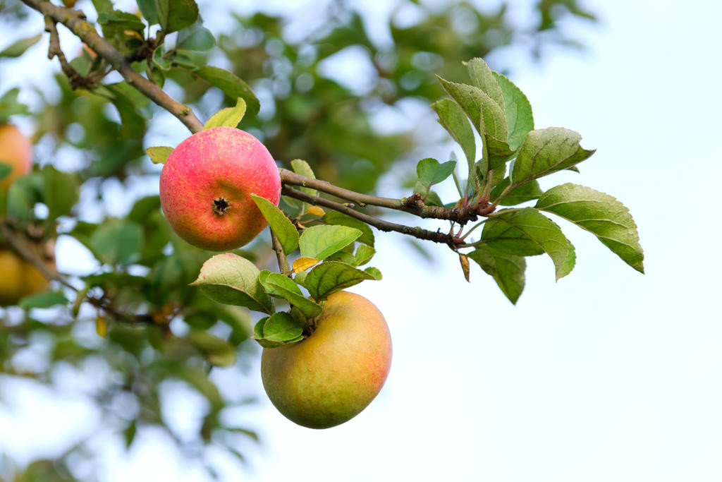 Dimboola and District Gardening Club volunteers can help pick your fruit and distribute them if you're unable to.