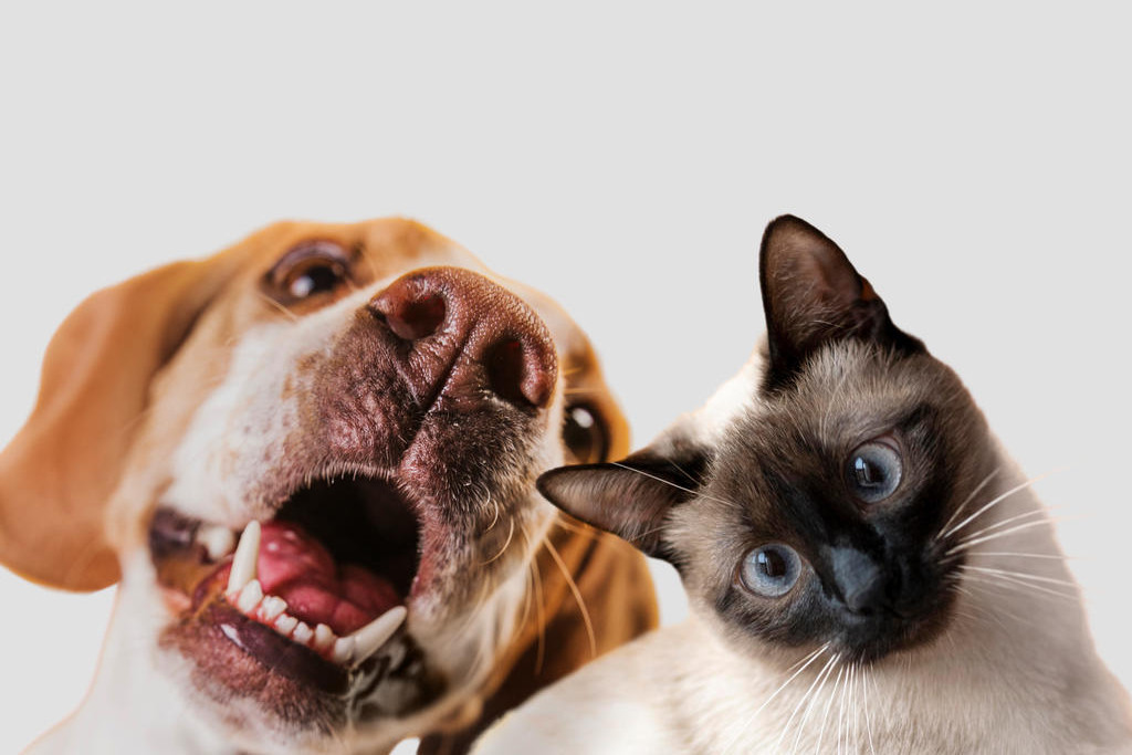 Influence the next Domestic Animal Management Plan - feature photo