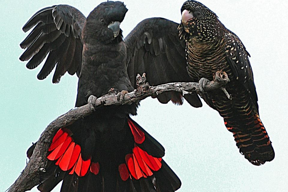 After catastrophic fires, species like the Red-tailed Black Cockatoo and Brush-tailed Rock Wallaby are under severe threat. Photo: BOB McPHERSON