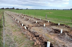 After 500 native that were planted in 2019 died within a few months, volunteers returned to replace the plants.