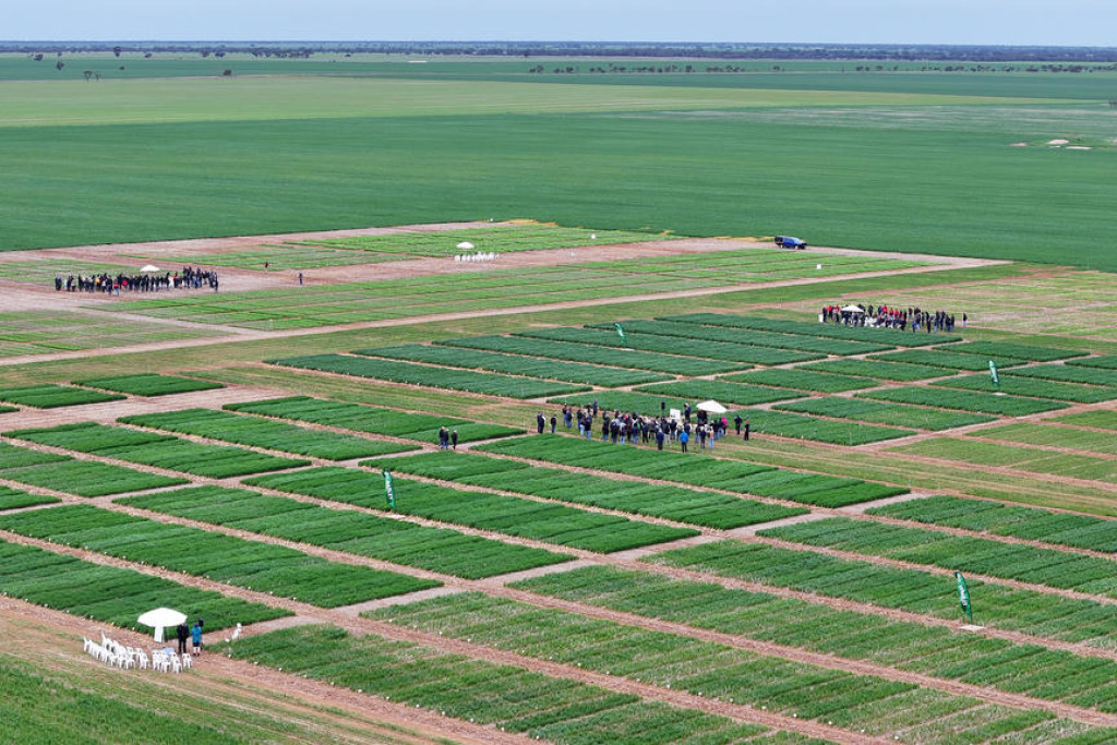 Leading CSIRO researchers joined Birchip Cropping Group this week to explore the next big innovations in Aussie farming — from data-driven tools to local fertiliser production.