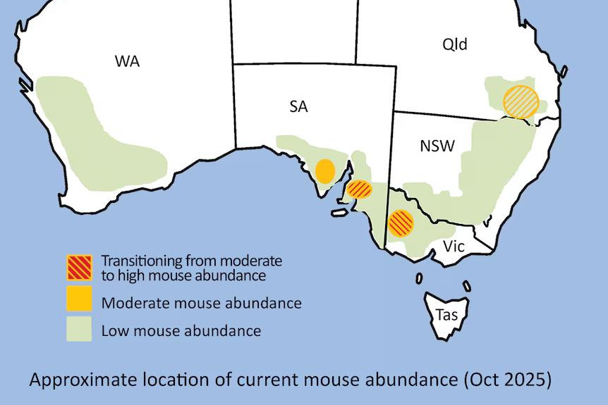 Concerns about the potential for a mouse plague in the Wimmera are growing, with conditions increasingly ideal to support large populations.