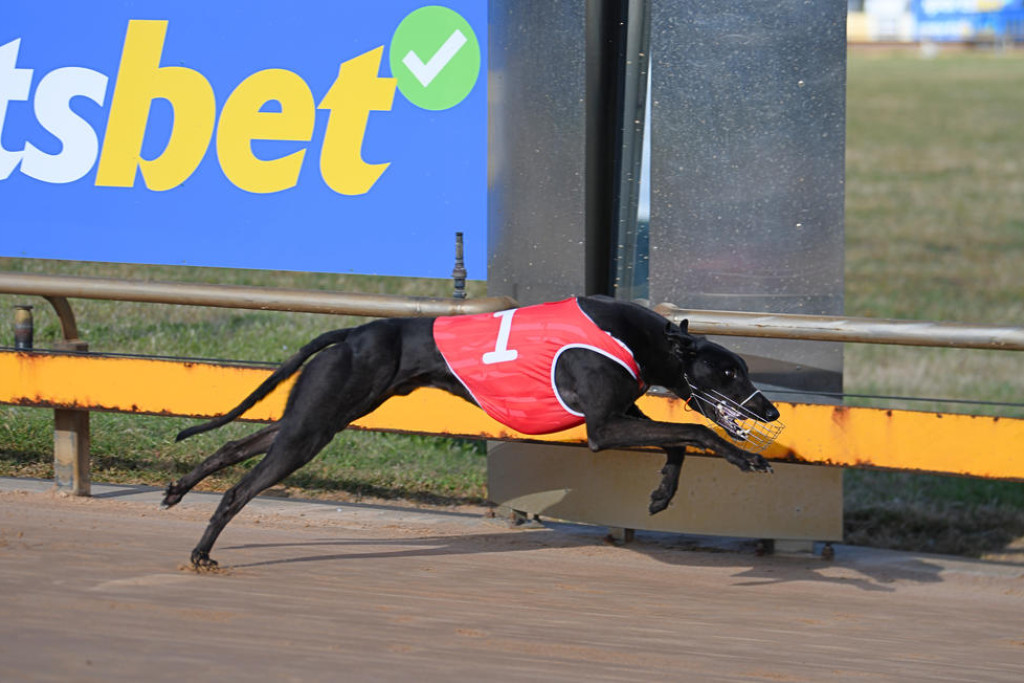 Air Speed winning For Garry George at Horsham.