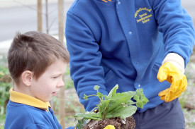 Noah and Will work together to shake the dirt off the weeds