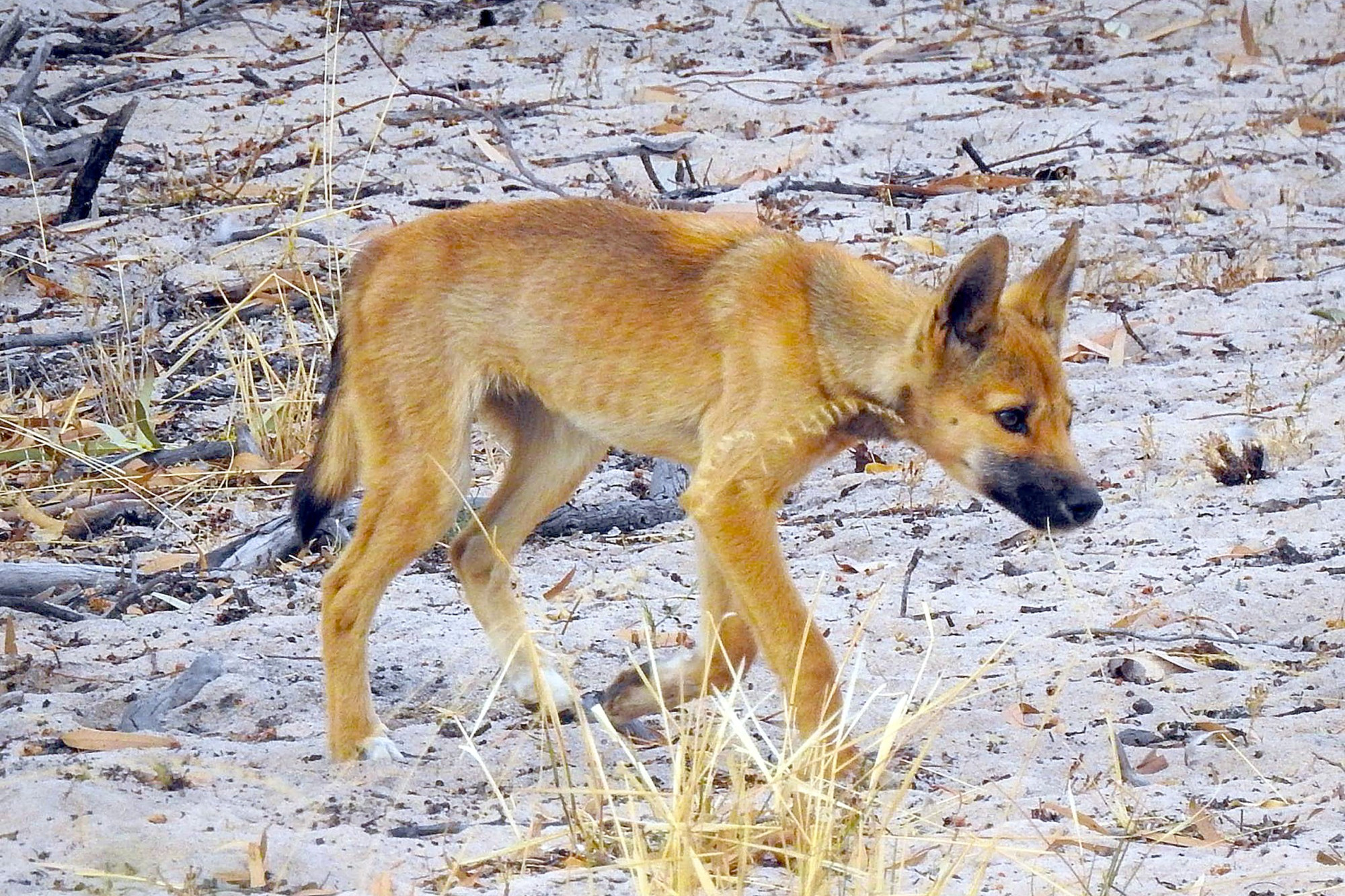 A Big Desert Dingo in the more popularly-known "yellow" colour