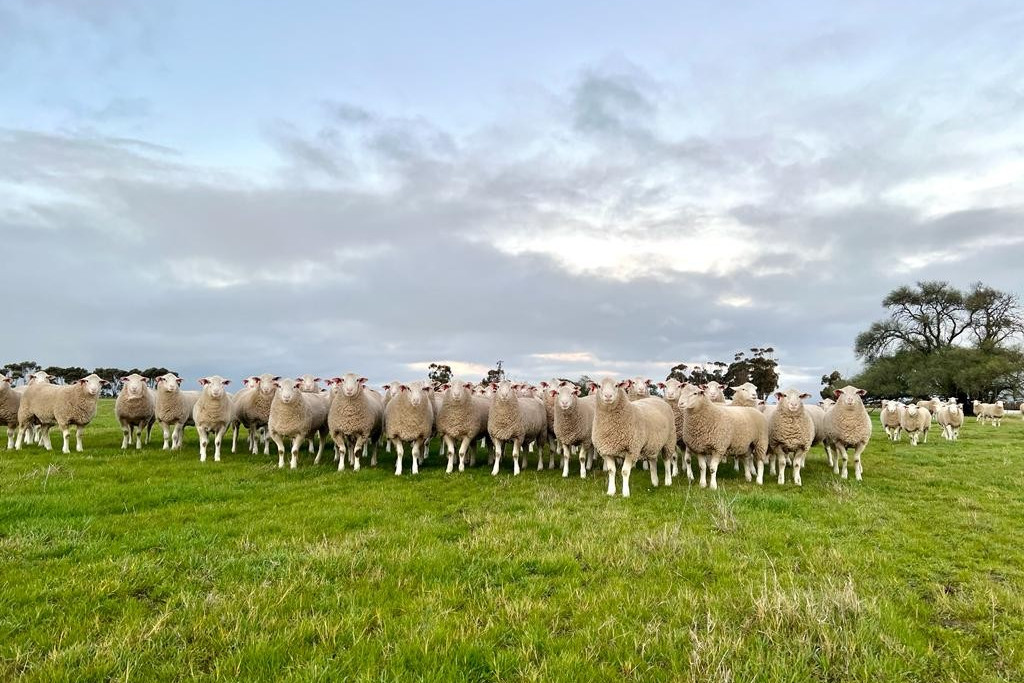 Sound structured sheep secret to Detpa Grove success - feature photo