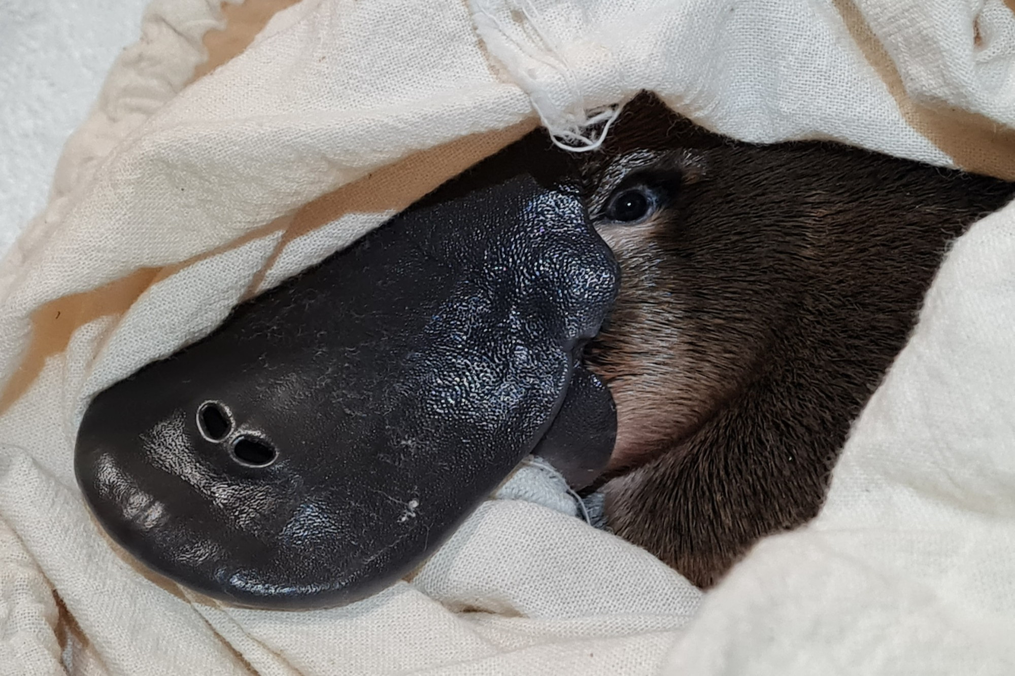 HABITAT: Georgia is one of the many platypuses making the most of the new, thriving environment at the MacKenzie River in the Grampians. Photo: CONTRIBUTED.