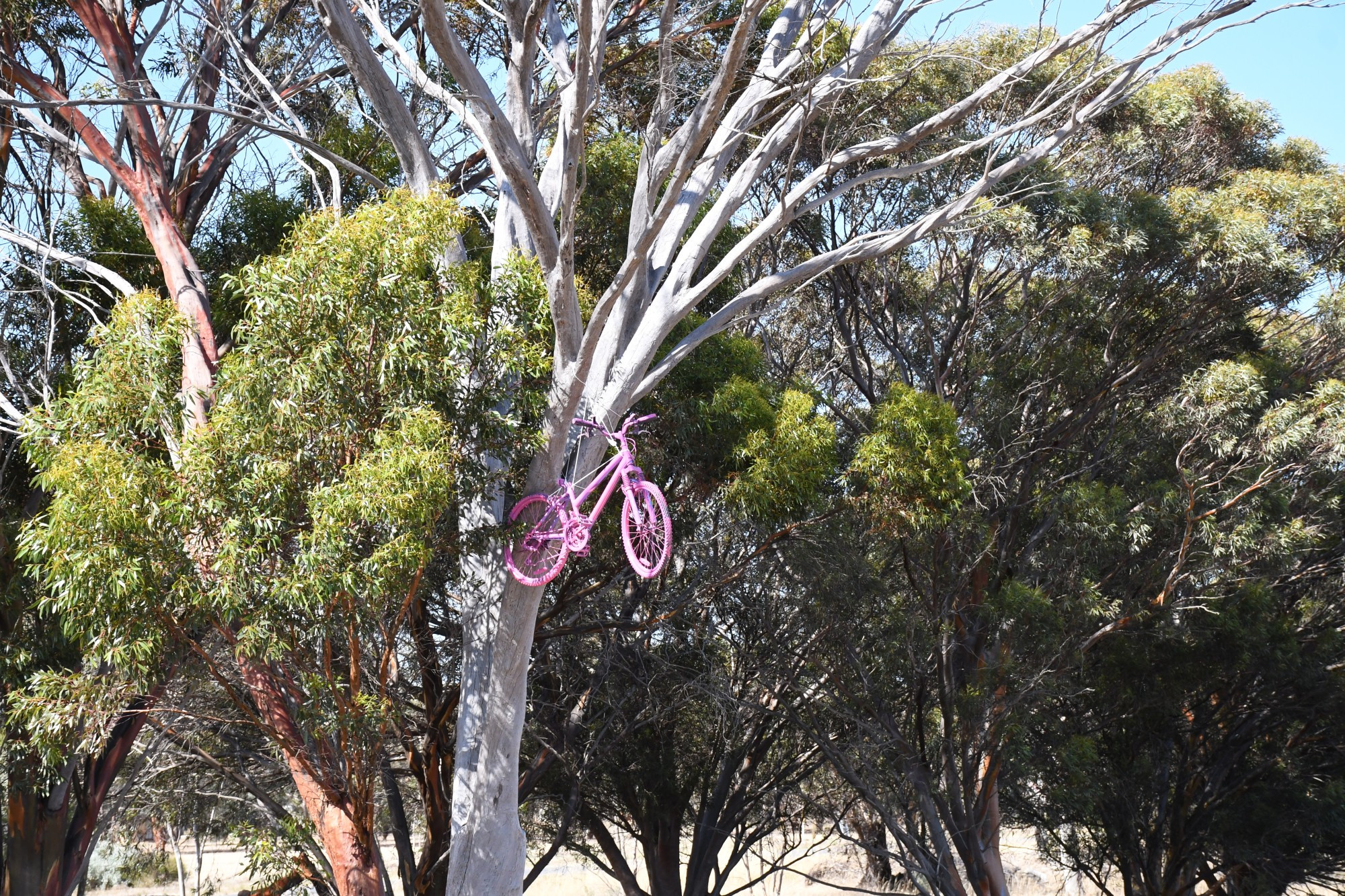 MYSTERY: Painted pink bikes are suspended in trees along roads in the Wimmera, including between Dooen and Horsham, with no indication as to why they are there. Photo: ABBY WALTER.