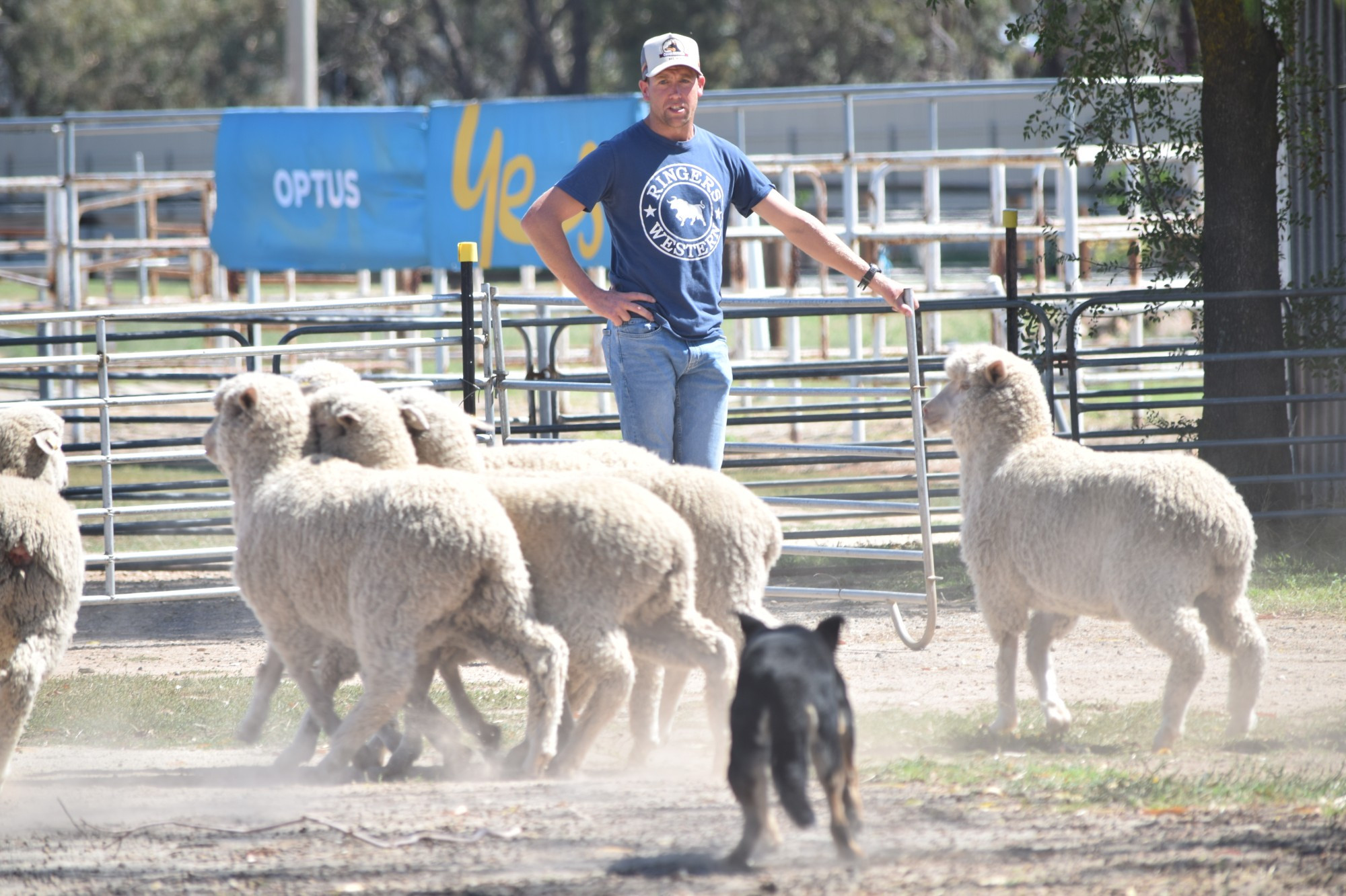 IN CONTROL: Ashley Caruana commands his kelpie Gilecreek Rogan. Photo: JAMES THOMAS.