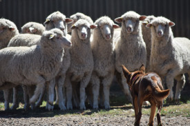 ROUND ‘EM UP: Aaron Zwar’s dog Gibb herds sheep. Photo: JAMES THOMAS. 