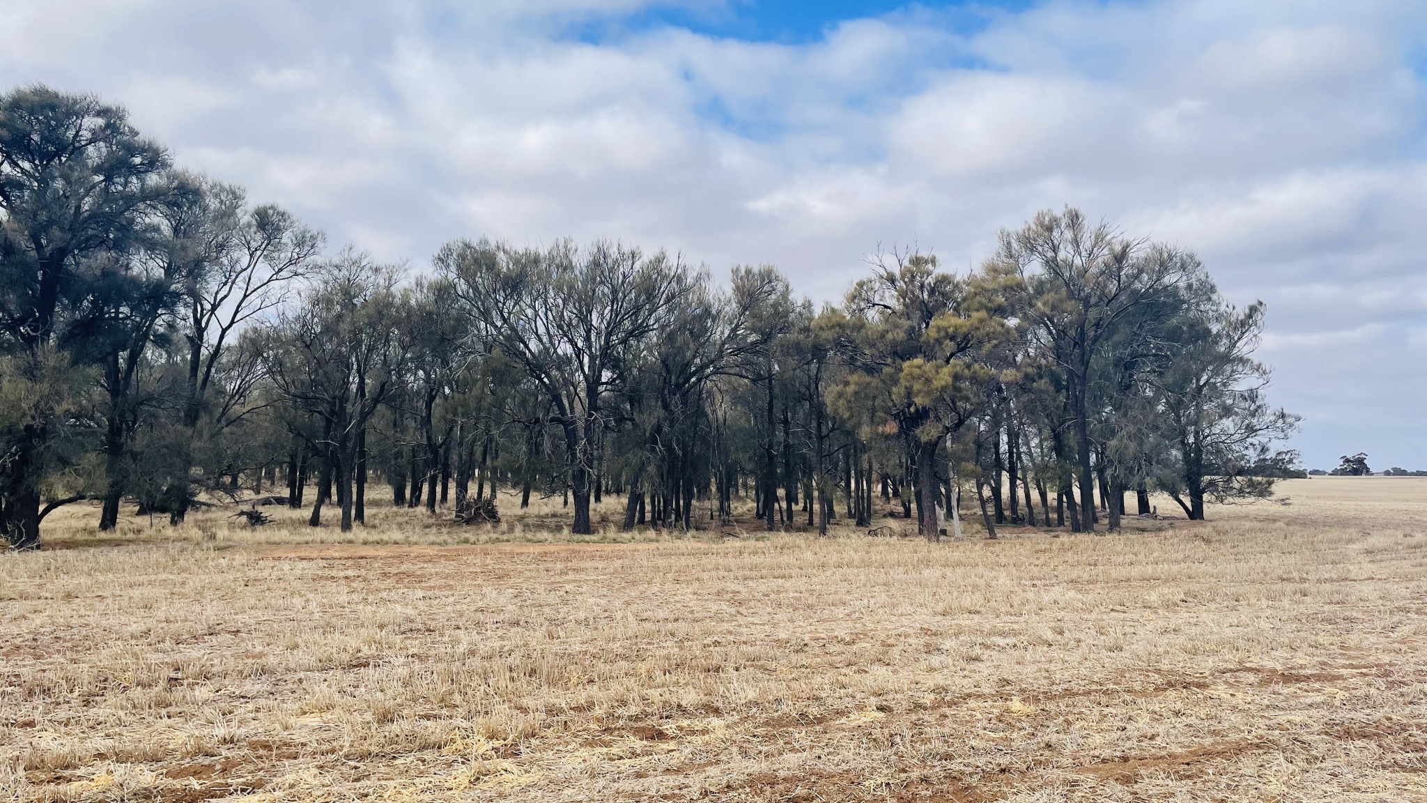 Buloke trees will be spared from mining at Banyena