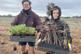 Youth Council members Noah Talbot and Charlie Murray carry trays of seedlings to the planting site.
