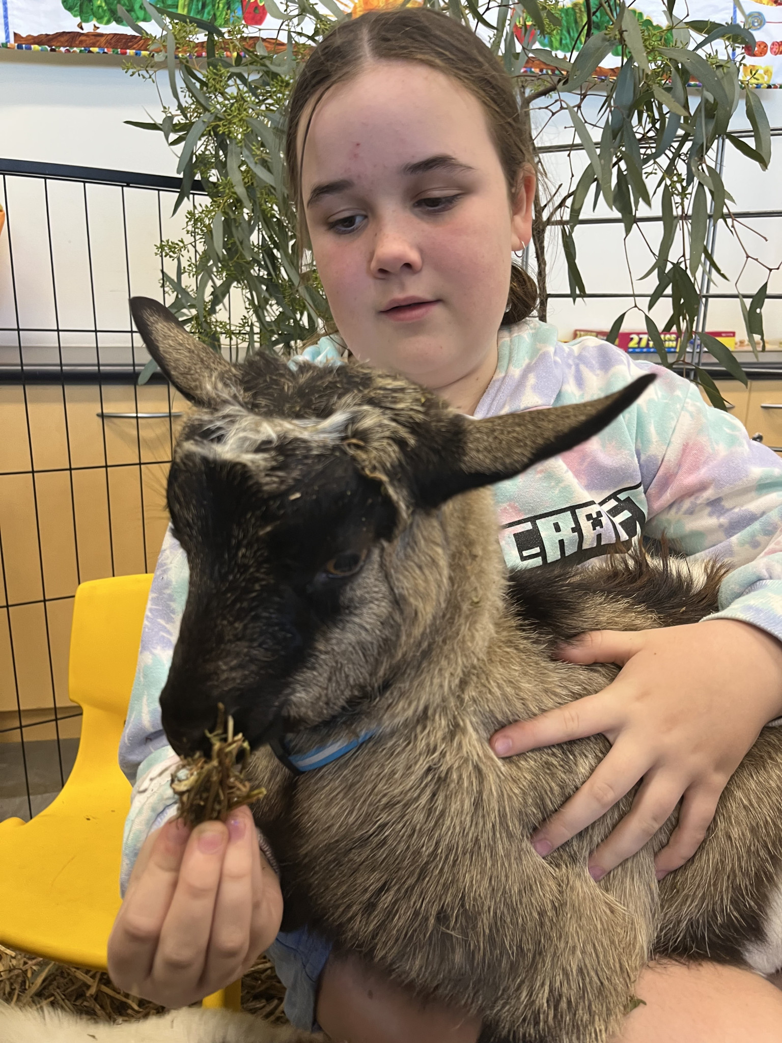 Ella Ryan feeding the tiny goats during their visit to the Horsham Library.