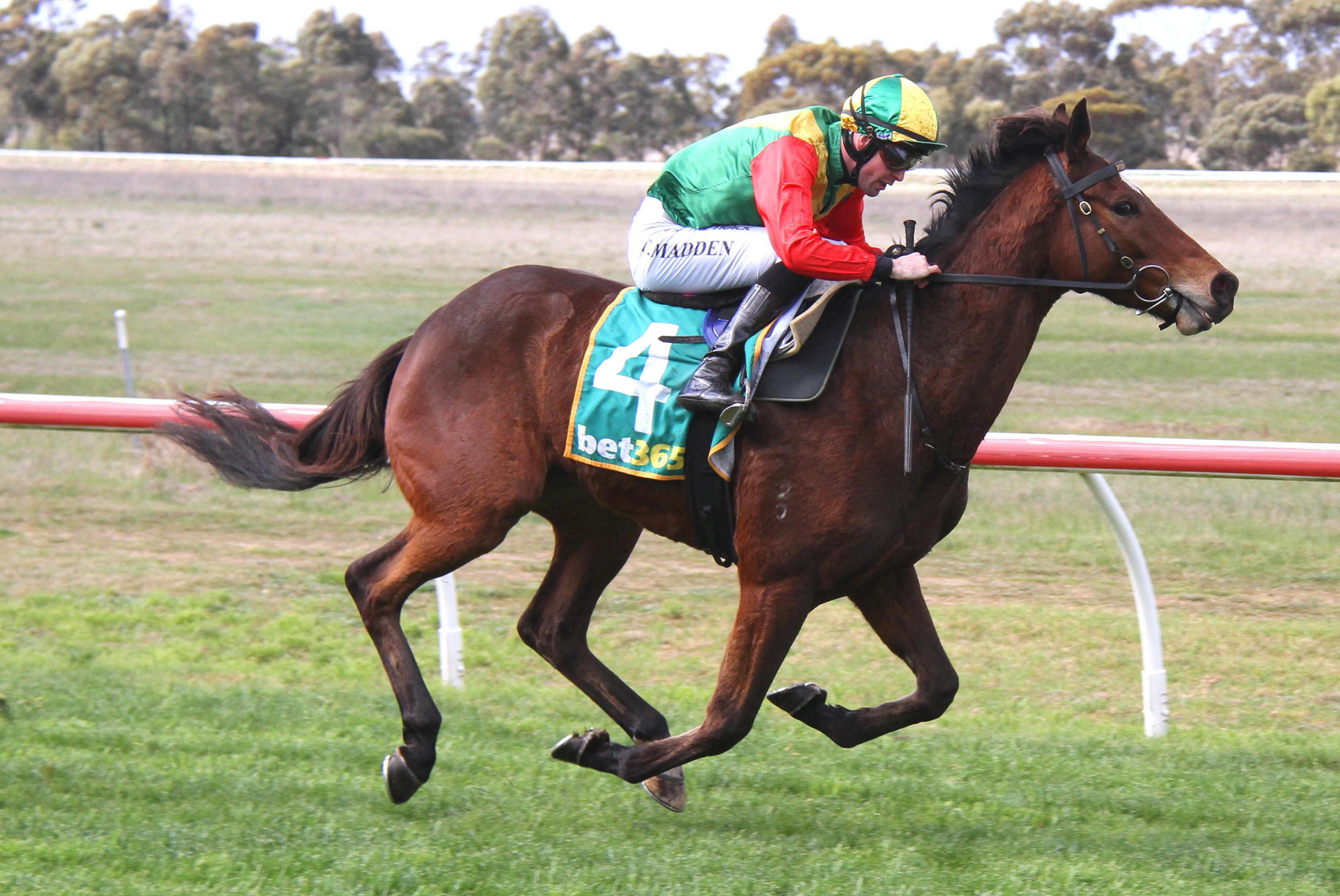 Tom Madden rode Paul Preusker trained Finnhugh to victory in race one. PHOTO: MATT RIGBY