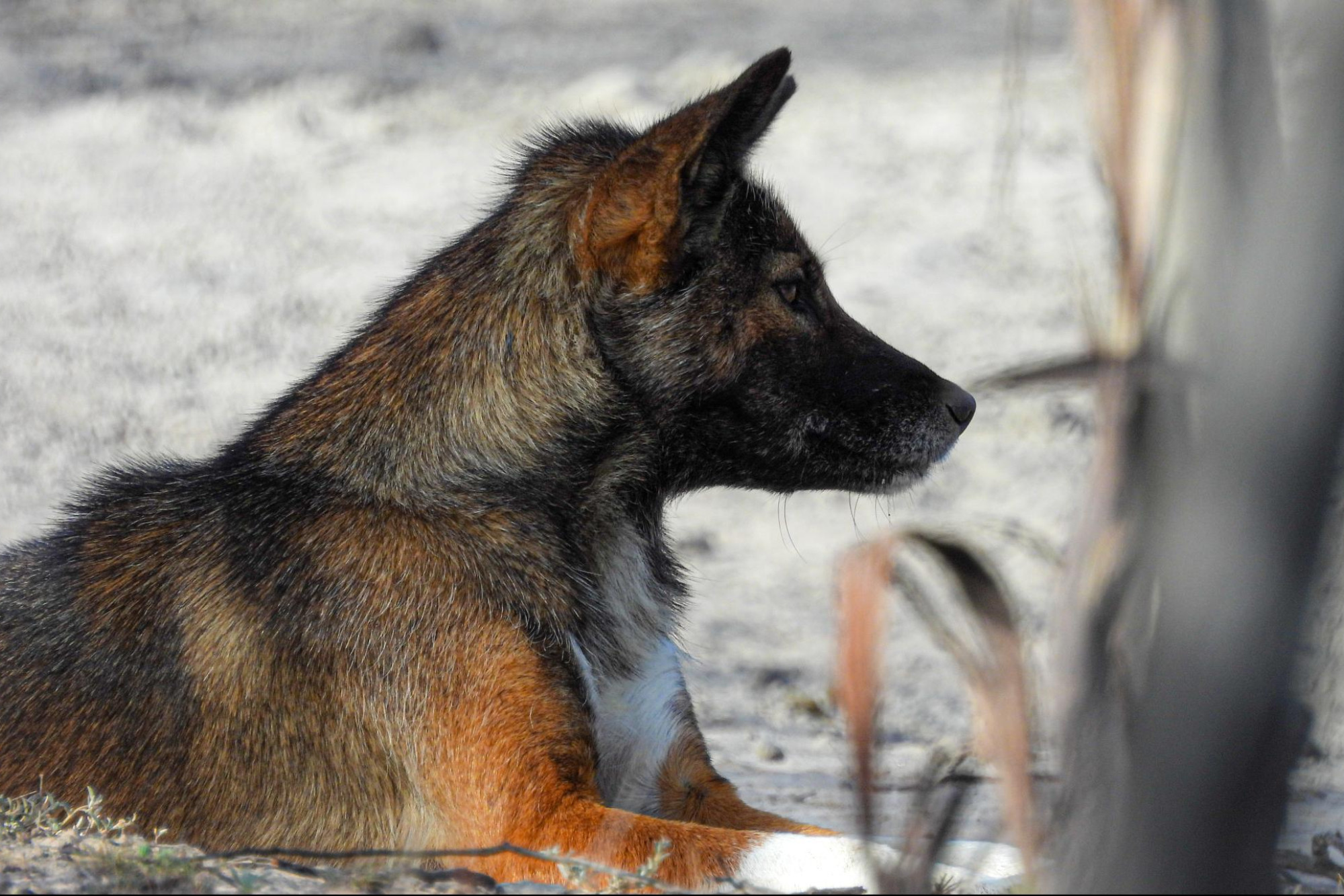 Wimmera farmers urged to protect livestock while honoring dingo laws. Picture supplied