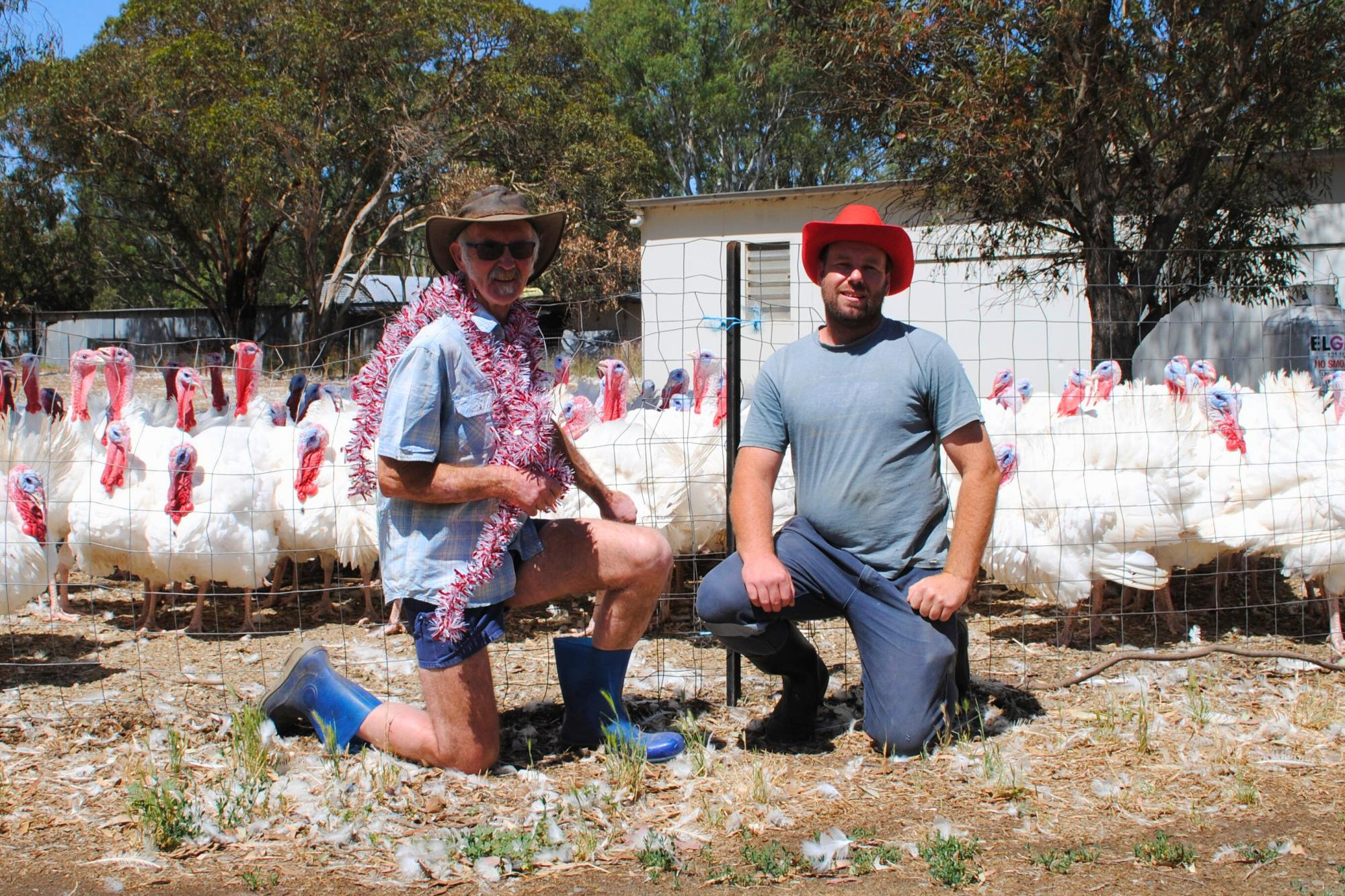 Daryl Deutscher and Daniel Raitt, Deutschers Turkey Farm, Dadswell Bridge, produced 7000 turkeys this year with 75 per cent of their supply aimed at the Christmas market. Picture by Barry Murphy