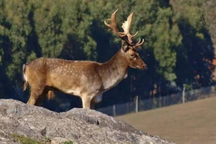 The state government should take the chance to eliminate feral deer in the Grampians and Little Desert National Parks, following the recent bushfires, says a leading expert. Picture supplied