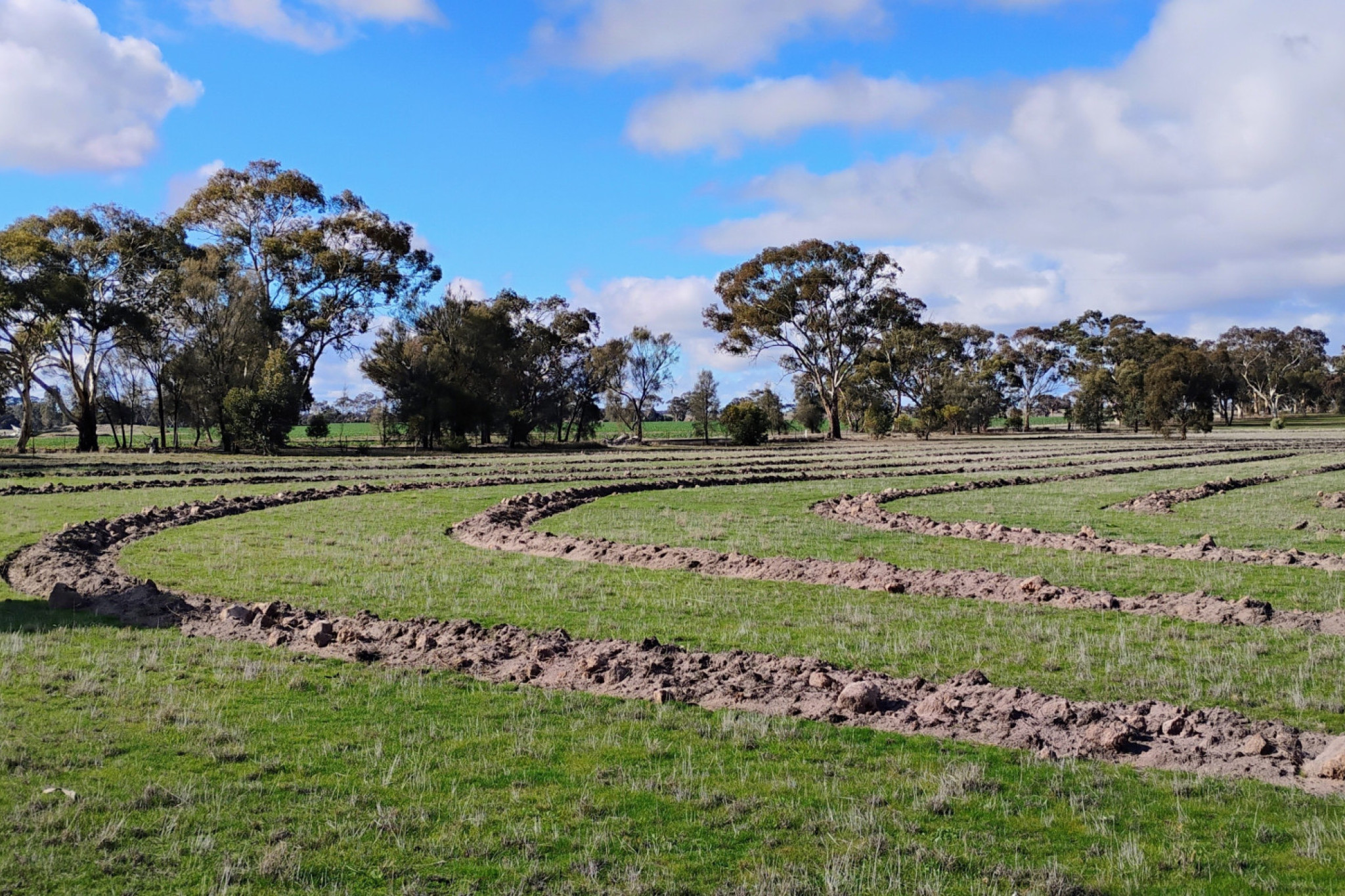 The Arapiles site is currently ripped and ready for planting.