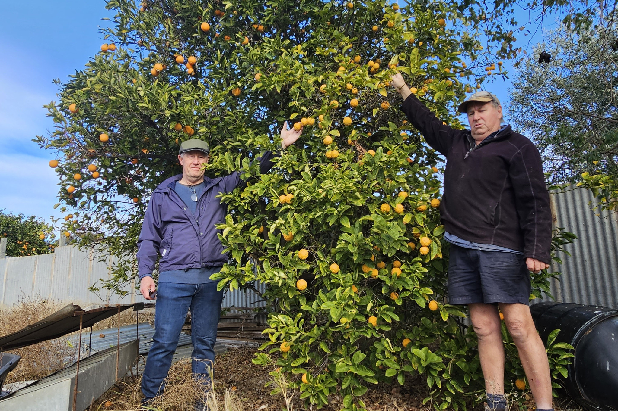 Rainbow and District Landcare Group secretary Bernard Young and president Bruce Heinrich illustrate the maximum height fruit trees need to be kept at in order to control Qfly. Photo: SAMANTHA SMITH