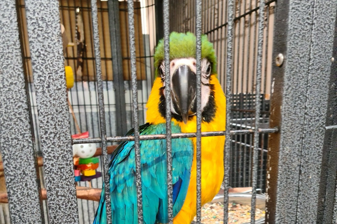 Fred, a blue-and-yellow macaw, is on the loose in Horsham.