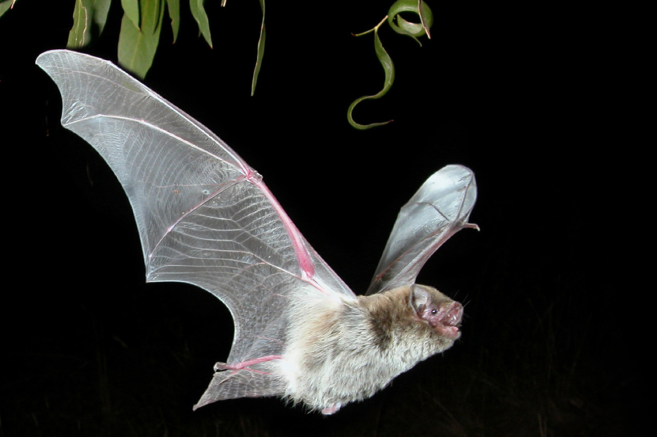 Attendees will learn about microbats.