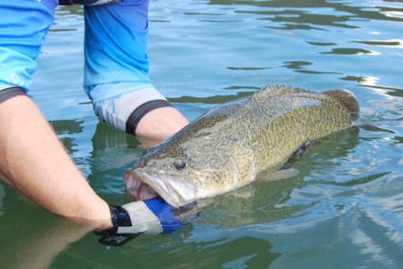 Murray Cod season opens on Wimmera River - feature photo