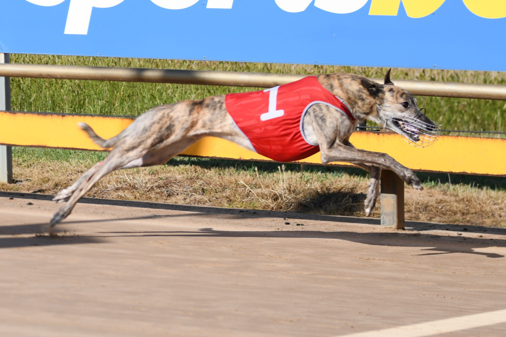 Crymelon Comet winning earlier in the year at Horsham. PHOTO: PETER CARTER