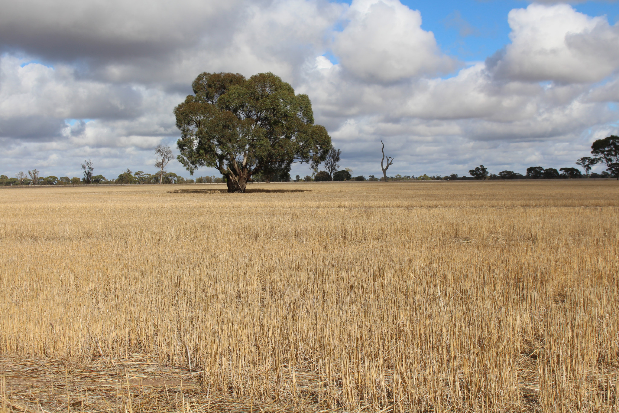 Wimmera tops average - feature photo