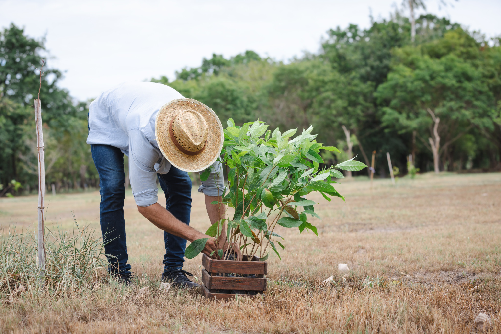 Rainbow Rises planting postponed - feature photo